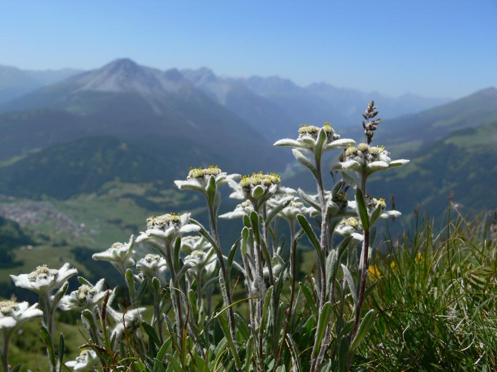 נאודרס Alpengasthof Norbertshoehe Superior מראה חיצוני תמונה